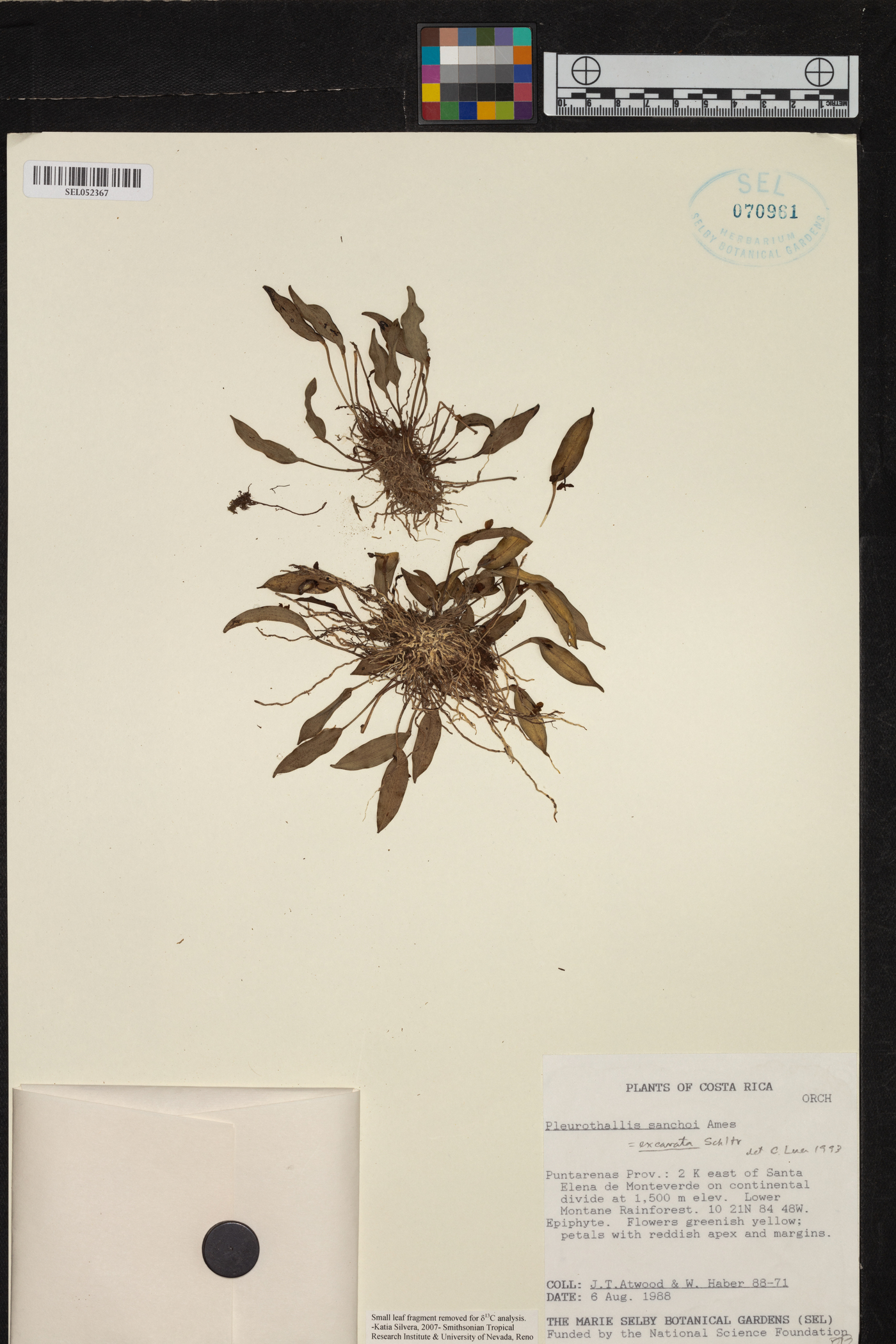 Pleurothallis excavata image