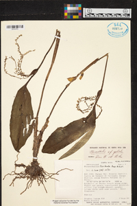 Pleurothallis gelida image