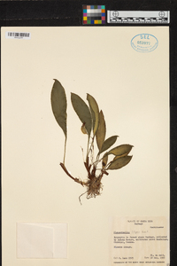 Specklinia fulgens image