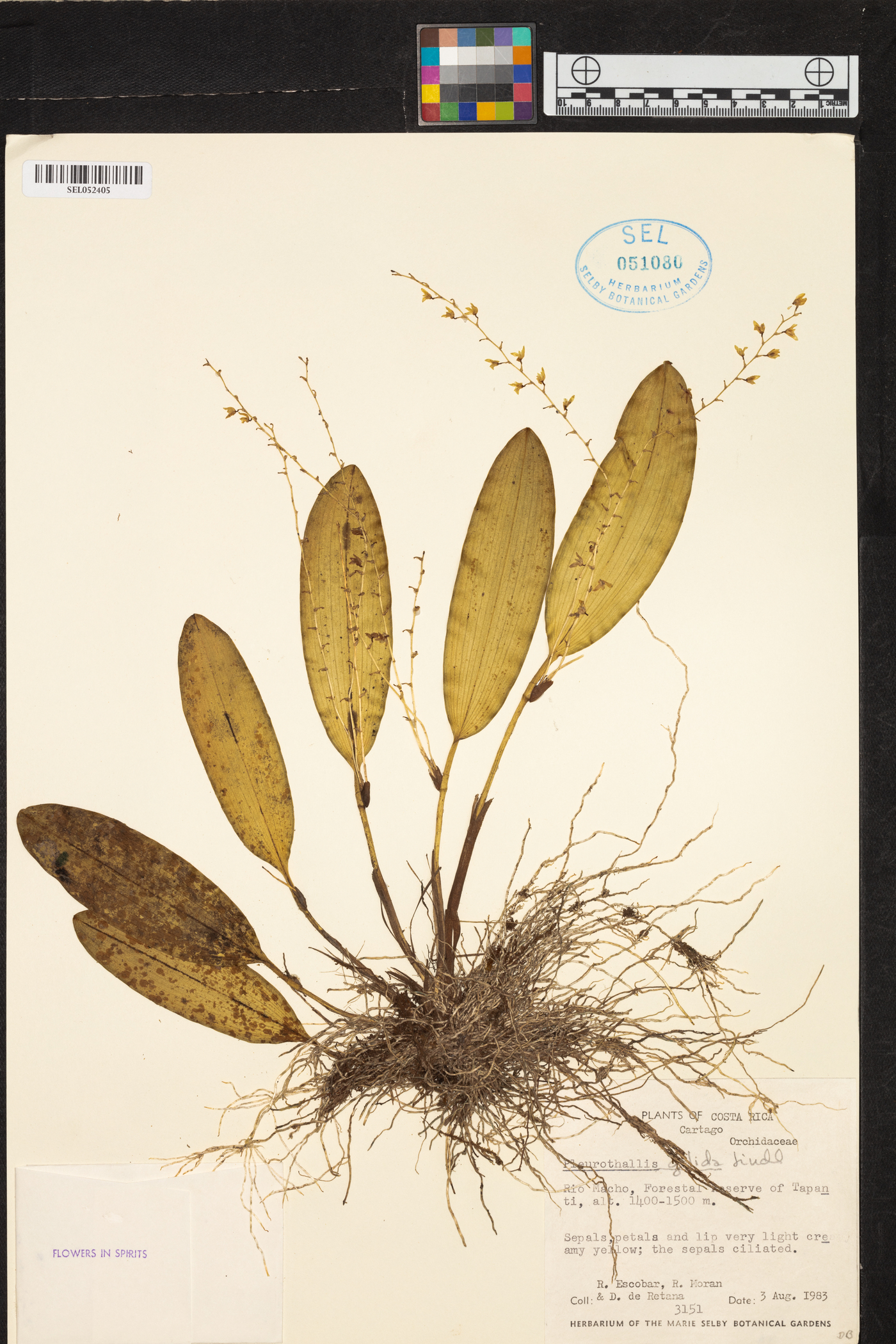 Pleurothallis gelida image