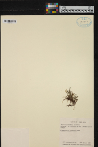 Specklinia glandulosa image
