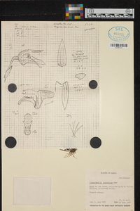 Specklinia glandulosa image