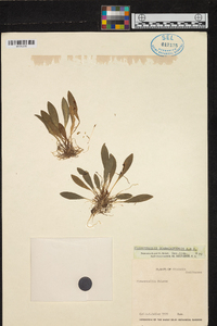 Specklinia guanacastensis image