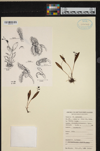 Pleurothallis hirsuta image