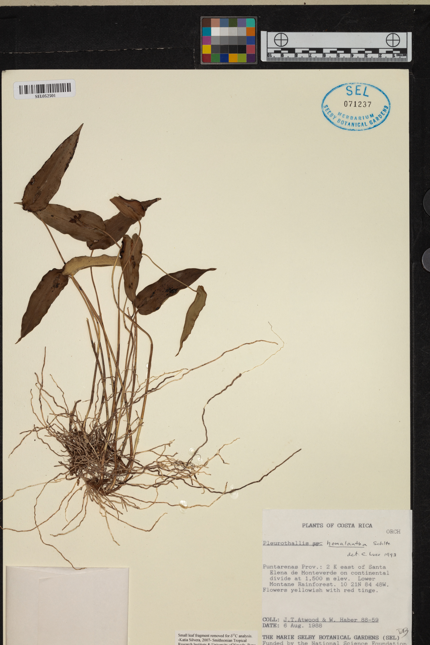 Pleurothallis homalantha image