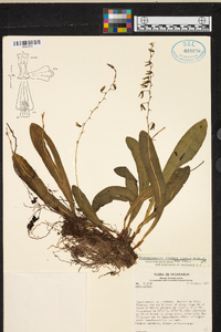 Stelis immersa image