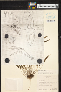 Pleurothallis isthmica image