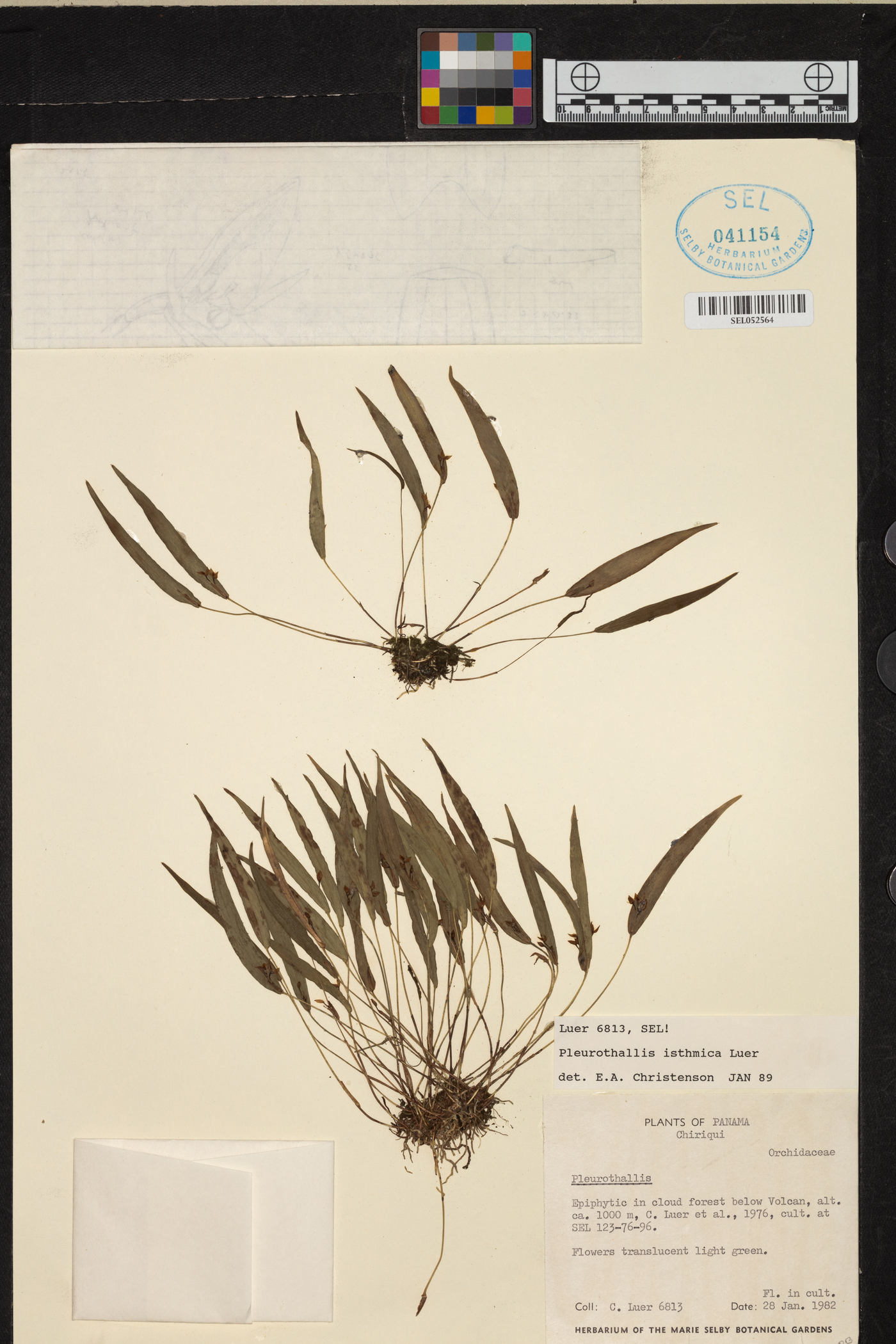 Pleurothallis isthmica image