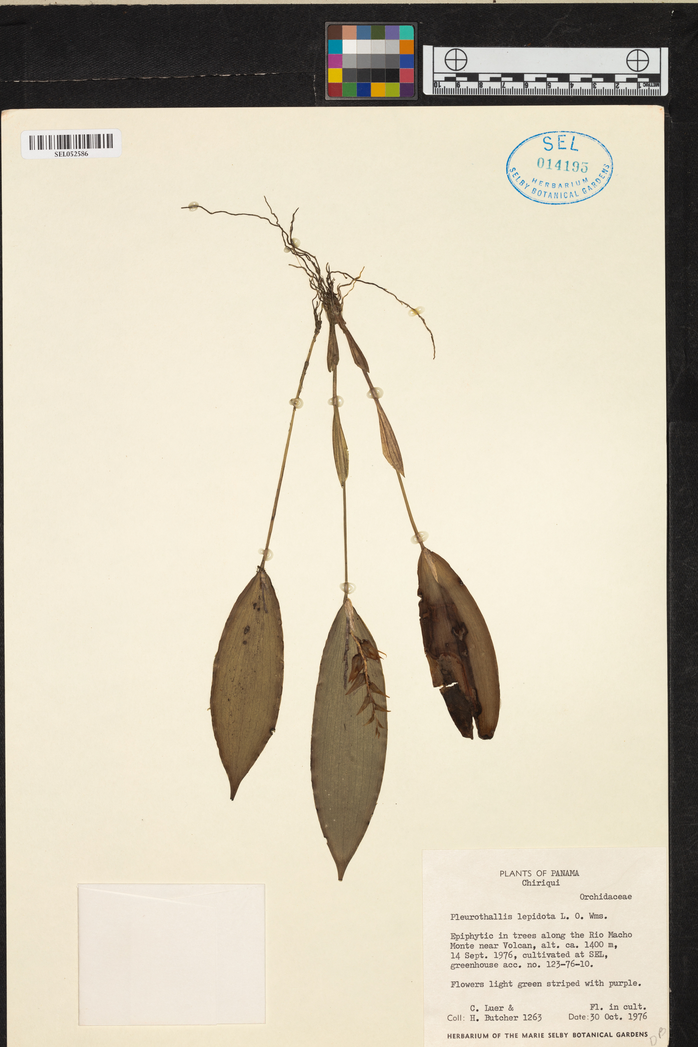 Acianthera lepidota image