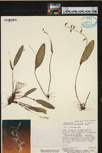 Pleurothallis loranthophylla image