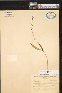 Pleurothallis loranthophylla image