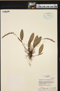 Pleurothallis loranthophylla image
