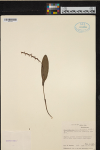 Pleurothallis loranthophylla image