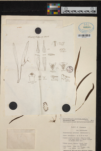 Pleurothallis luctuosa image