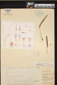 Pleurothallis luctuosa image