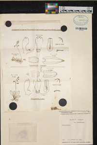 Specklinia microphylla image