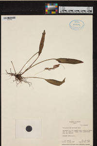 Acianthera oscitans image