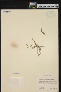 Image of Acianthera parvula