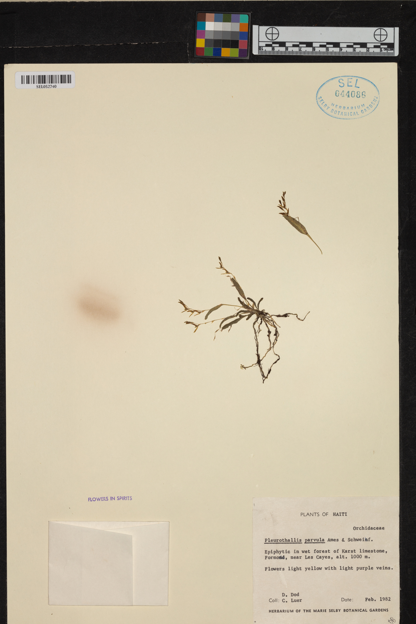 Acianthera parvula image