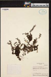Phloeophila peperomioides image
