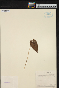 Pleurothallis phyllocardia image
