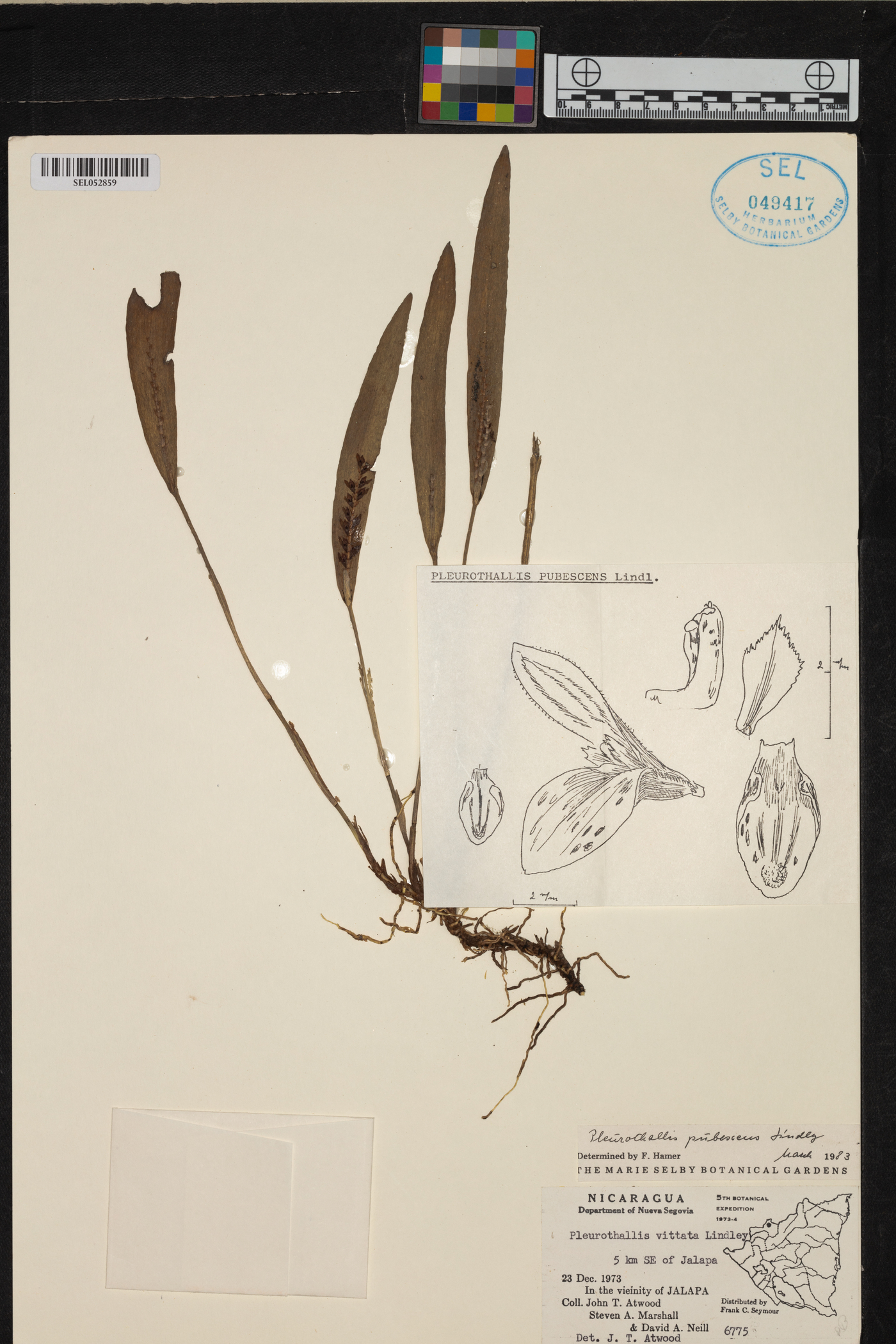 Pleurothallis pubescens image