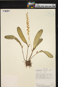 Pleurothallis racemiflora image