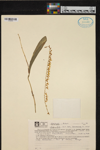 Pleurothallis racemiflora image