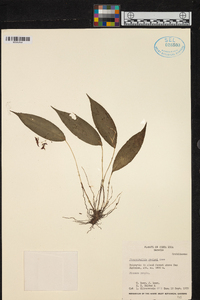 Pleurothallis rowleei image