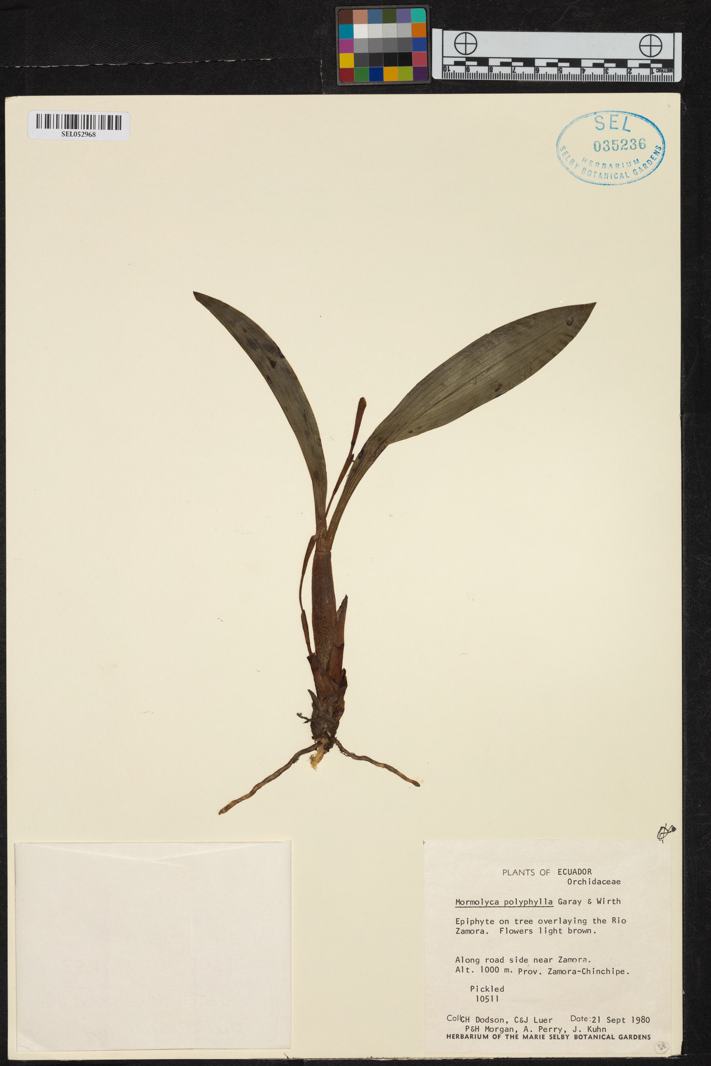 Maxillaria multifoliata image