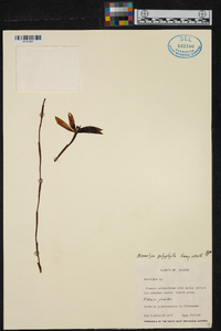 Maxillaria multifoliata image
