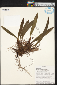 Maxillaria richii image