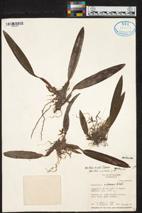 Maxillaria richii image