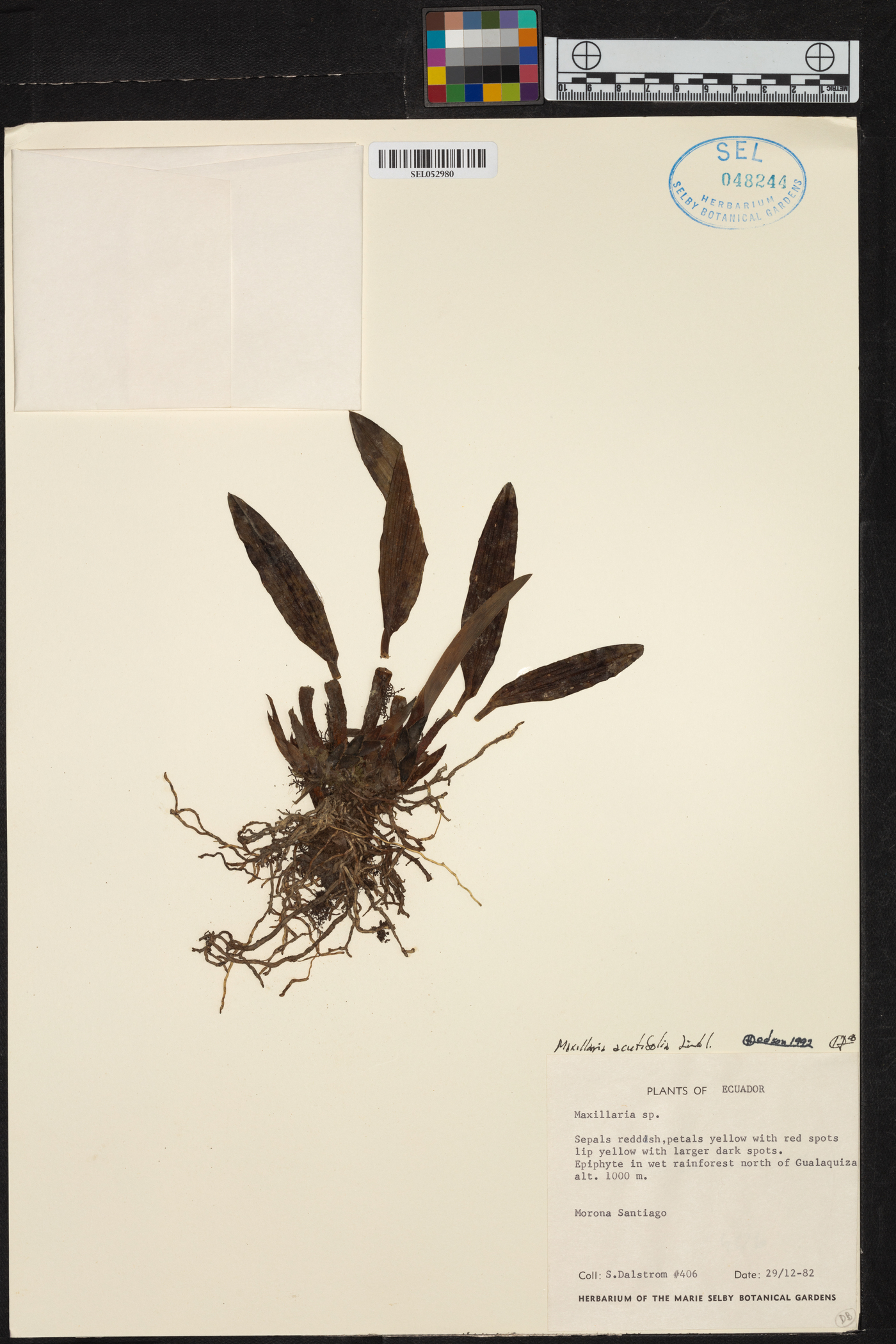 Maxillaria acutifolia image