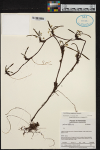 Ornithidium mapiriense image