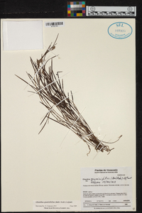 Elleanthus graminifolius image