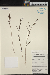 Elleanthus graminifolius image