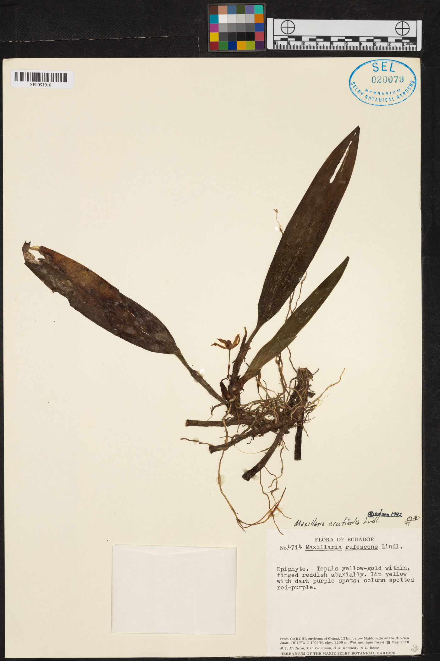 Maxillaria acutifolia image