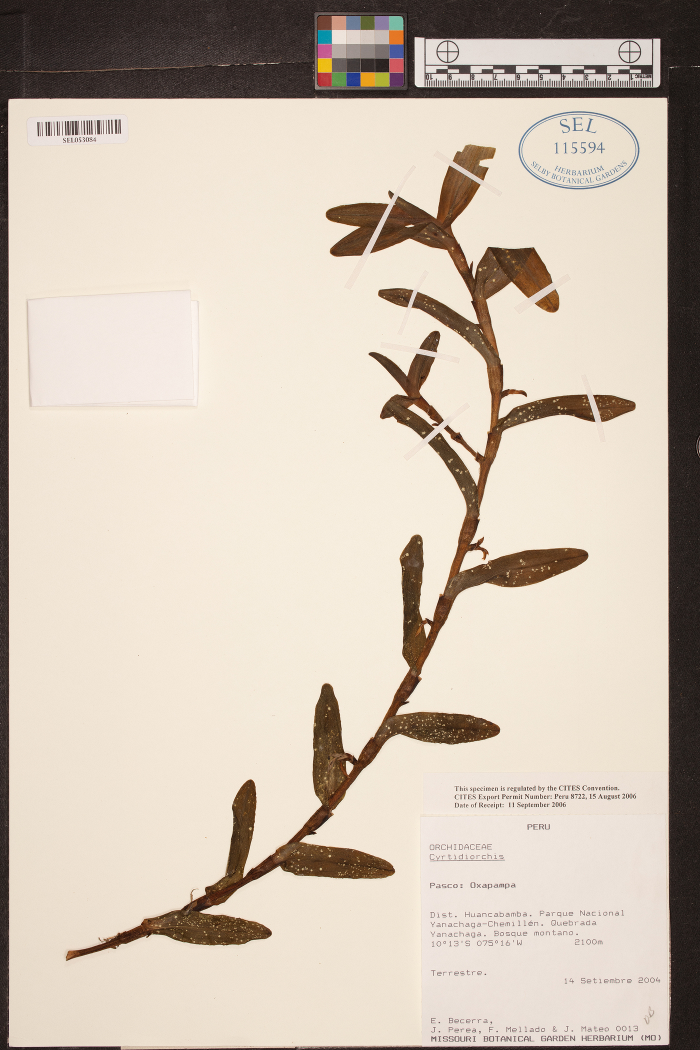 Cyrtidiorchis image