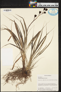 Pitcairnia punicea image