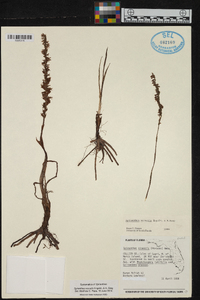 Spiranthes vernalis image