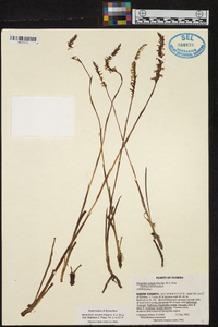 Spiranthes vernalis image