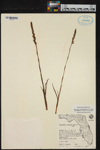 Spiranthes vernalis image