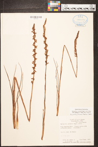 Spiranthes vernalis image