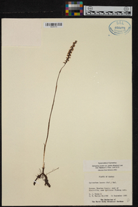 Spiranthes lacera var. gracilis image