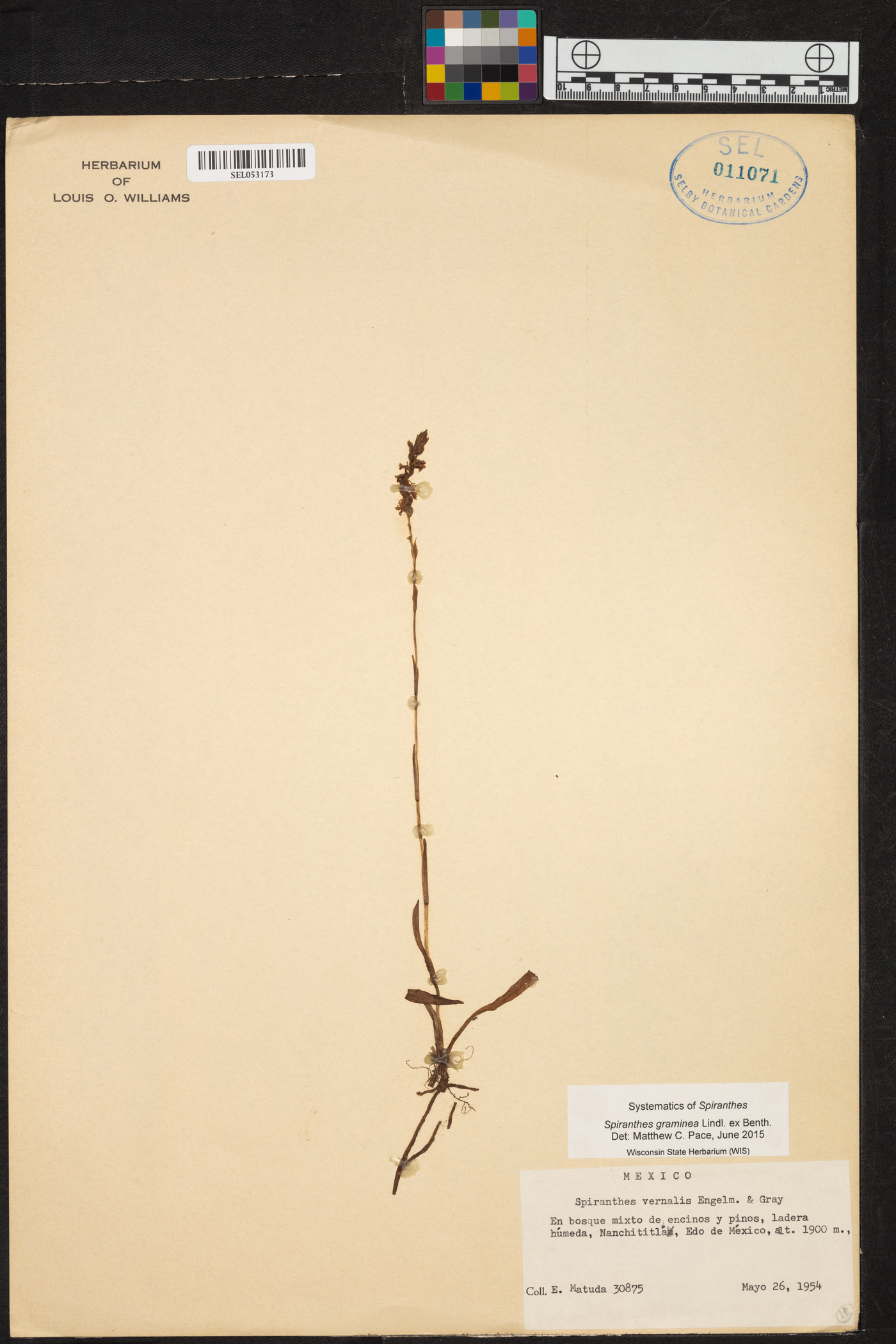 Spiranthes graminea image