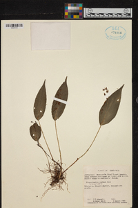 Pleurothallis rowleei image