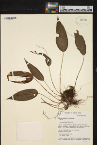 Pleurothallis rowleei image