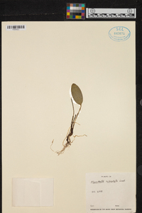 Anathallis sclerophylla image