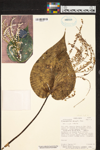 Pleurothallis colossus image